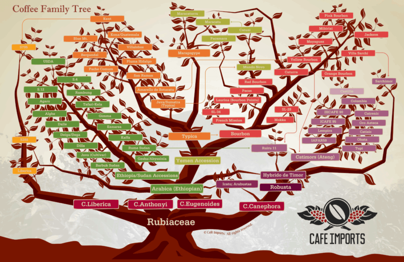 Coffee family tree