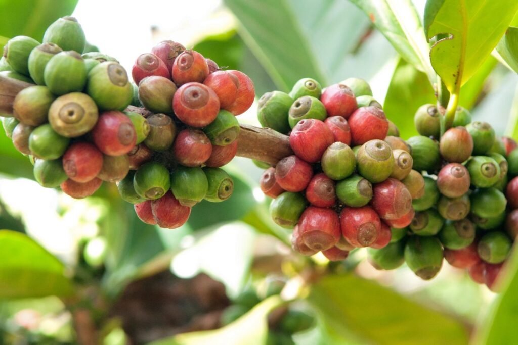 Coffees Related to Typica