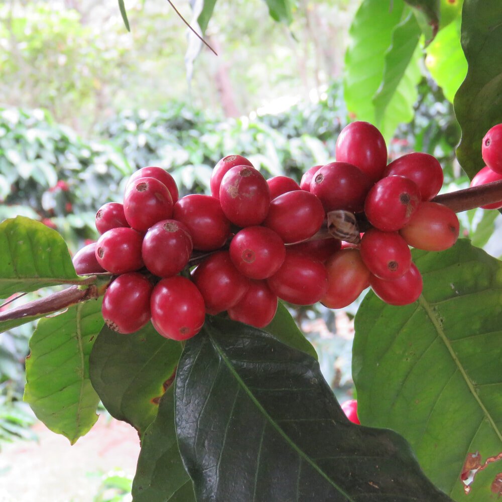 Close-up image of ripe coffee cherries on the branch, showcasing their vibrant red color and glossy appearance.